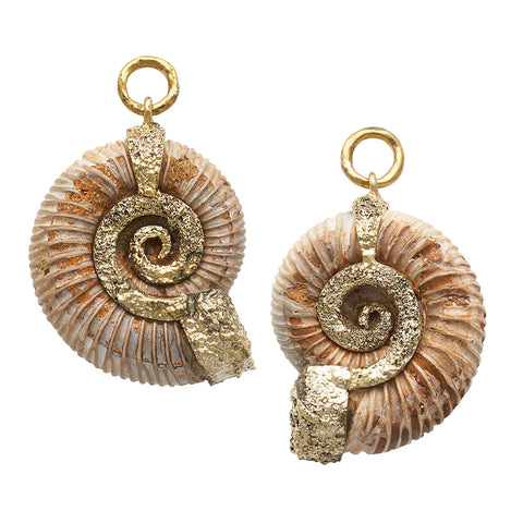 Feral Madagascar Ammonites 34-40mm